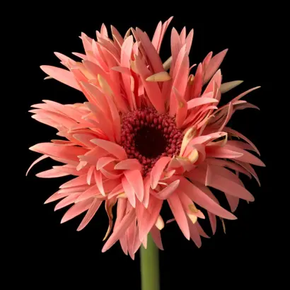 Gerber Daisy 4